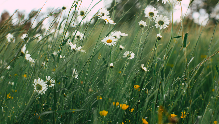 Faune, flore et paysage face au changement climatique à l’anse Du Guesclin